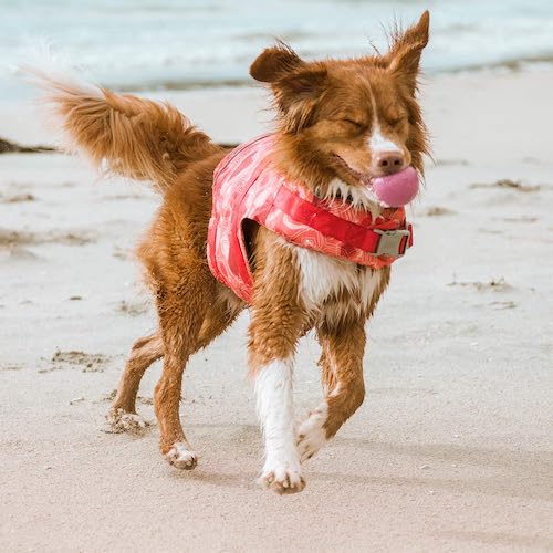 Life Savior ECO Dog Life Jacket