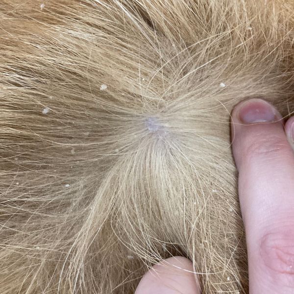 Ichthyosis skin condition in a Golden Retriever.