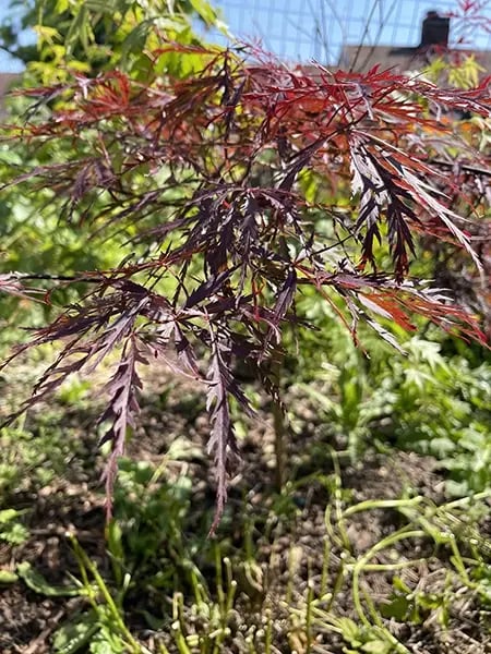 Japanese Mabel Maple tree in honor of Mabel