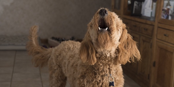 doodle dog barking