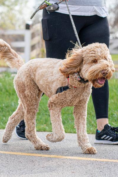 Large doodle dog on walk 400 canva