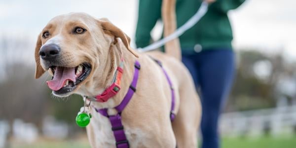 large lab mix dog on leashed walk wearing harness