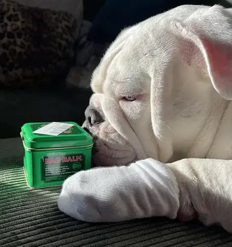 Maevis bag balm paw