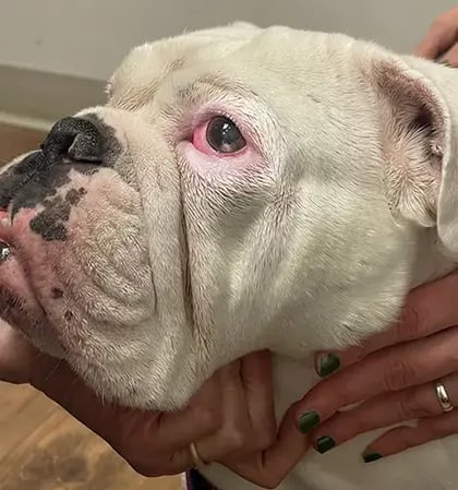 Maevis getting examined for corneal ulcer