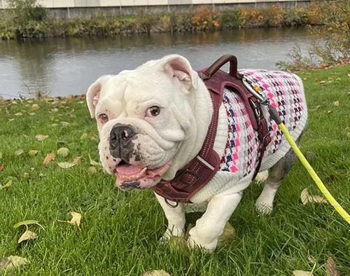 Maevis the bulldog enjoying her walk