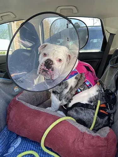 Maevis ulcer in cone after appointment