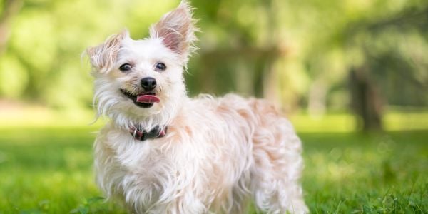 maltese poddle mix with one ear up and one down-canva