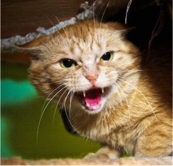 Mouth open, teeth exposed maddies fund