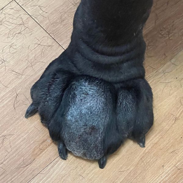 non-draining severe interdigital cyst in a dog