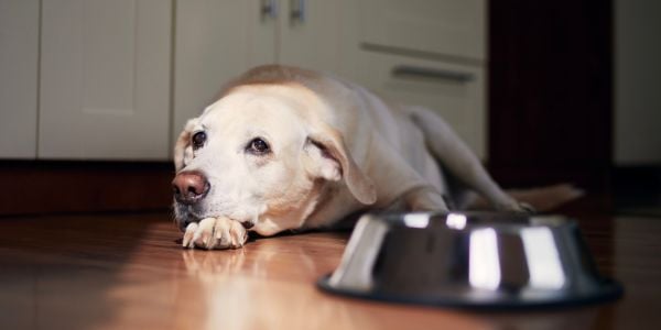 old labrador lying beside her bowl not wanting to eat