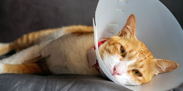 orange and white cat wearing a cone lying down