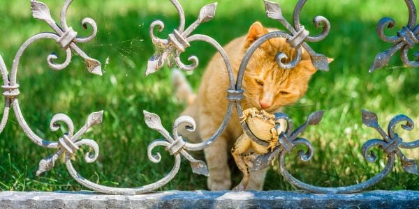 orange cat almost touching a toad with its mouth