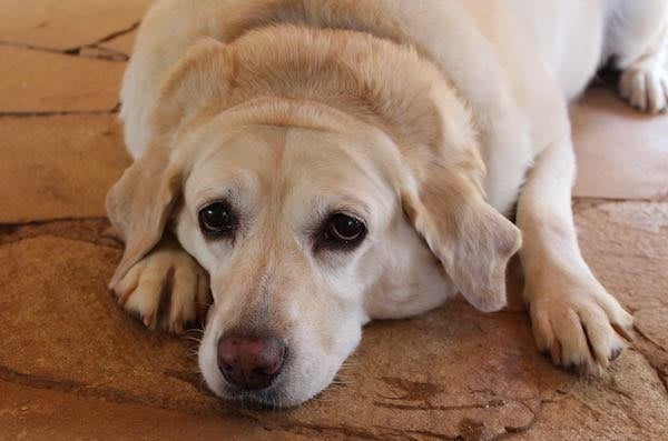 overweight dog