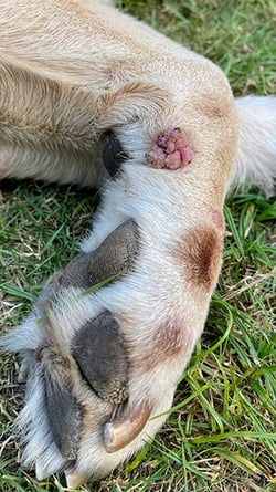papilloma wart dog skin issue