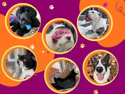 Paws and Play Sign Up PV Pets