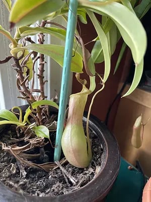 pitcher plant