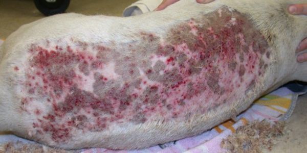 Post-Grooming Furunculosis in dogs