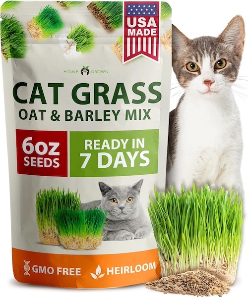 oat and barley cat grass seeds