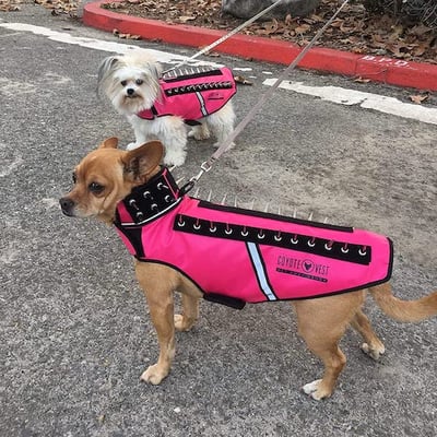 coyotevest spike vest for dogs