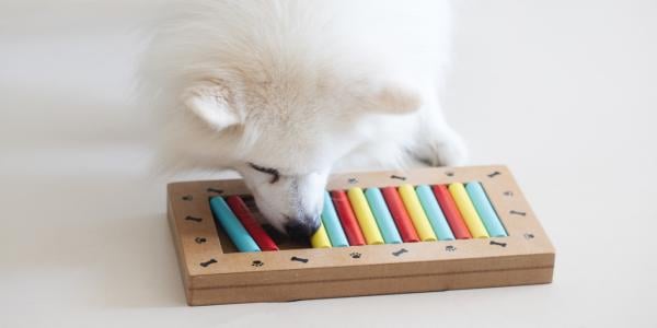 puppy playing with dog puzzle