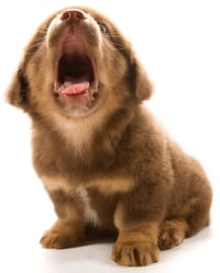 Salud dental en cachorros