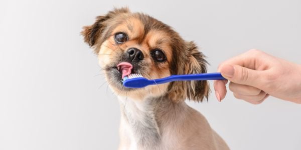 brushing dog teeth
