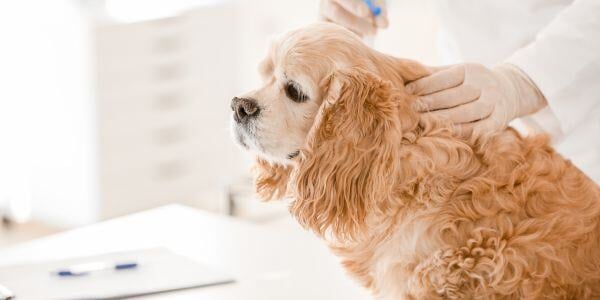 senior cocker spaniel at the veterinarian-canva