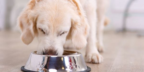 Senior golden retriever eating-canva