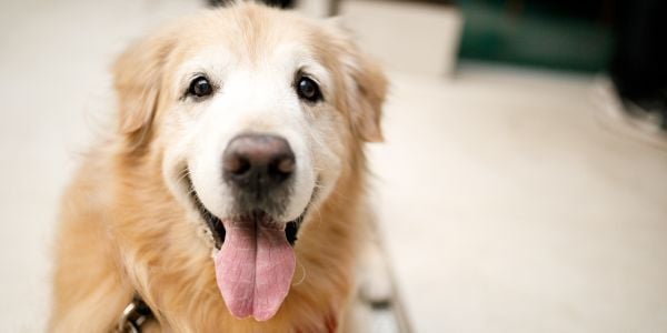 senior golden retriever