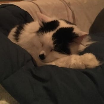 shirley-cat-contest-winner