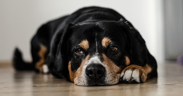 signs of pain in dogs