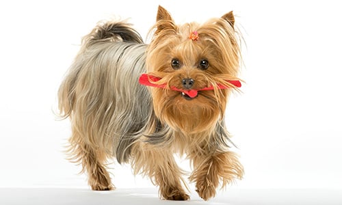 small cute dog playing with xtra small pink fetch stick