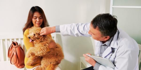 small dog having ears looked at by veterinarian