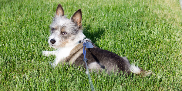 small dog in sunshine