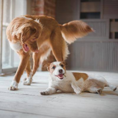 small dog playing with larger dog