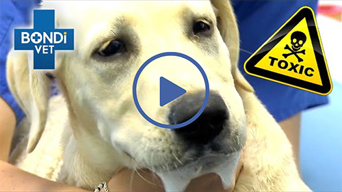 snail bait video puppy emergency