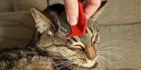 tabby cat being combed with a flea comb