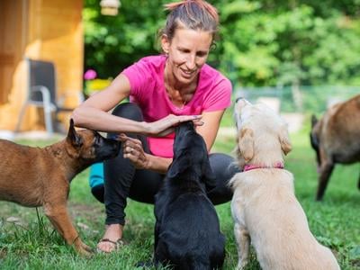 three puppies learning to sit during training session