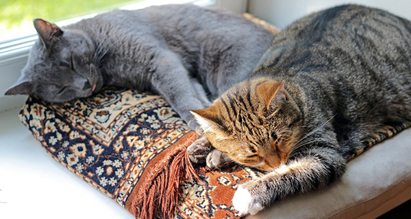 Two Cats on Windowsill