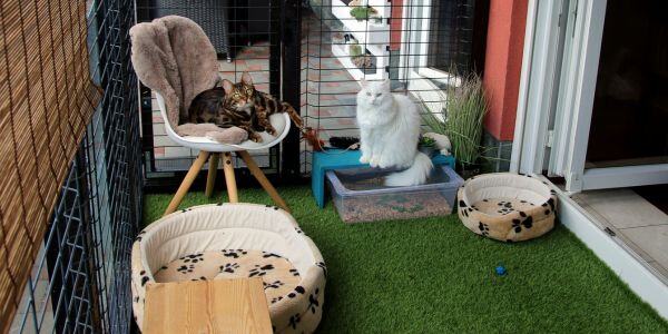 two cats sitting in their enclosed cat patio