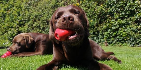 best interactive dog feeders and puzzles