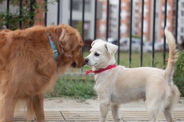 two dogs meeting