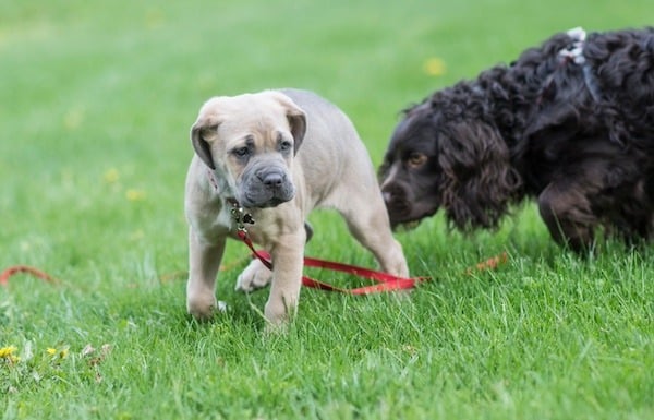 two dogs meeting outside 
