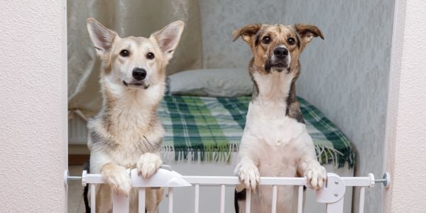 two dogs standing against a baby gate