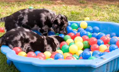 two puppies playing in ball pit for enrichment