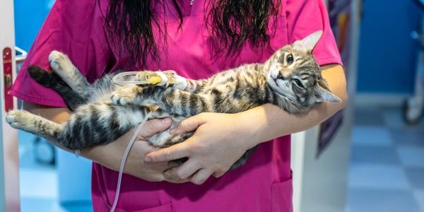 vet tech holding a cat in her arms after surgery