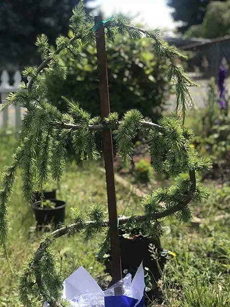 Weeping Cedar tree from Anne and Jeff in memory of Marshall