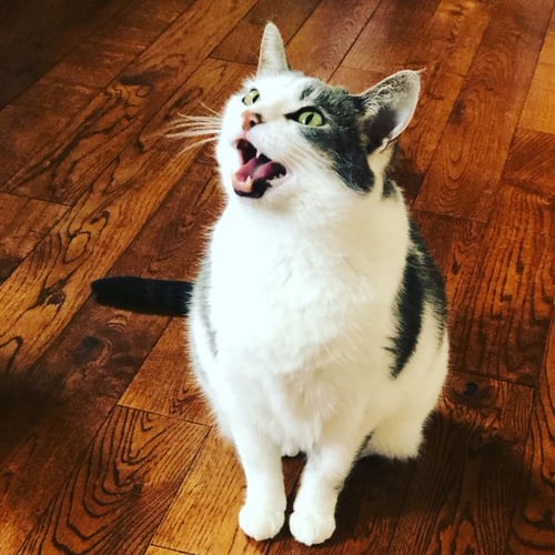 white and gray cat sitting and meowing-canva