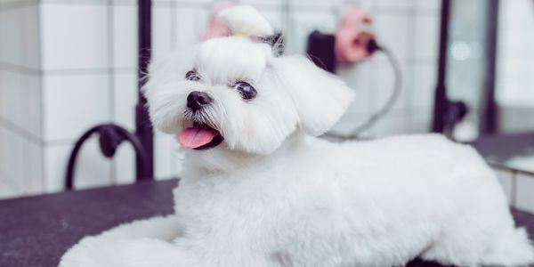 white maltese after being groomed-canva