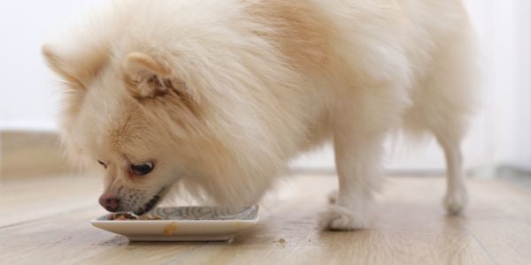 white pomeranian dog eating her food